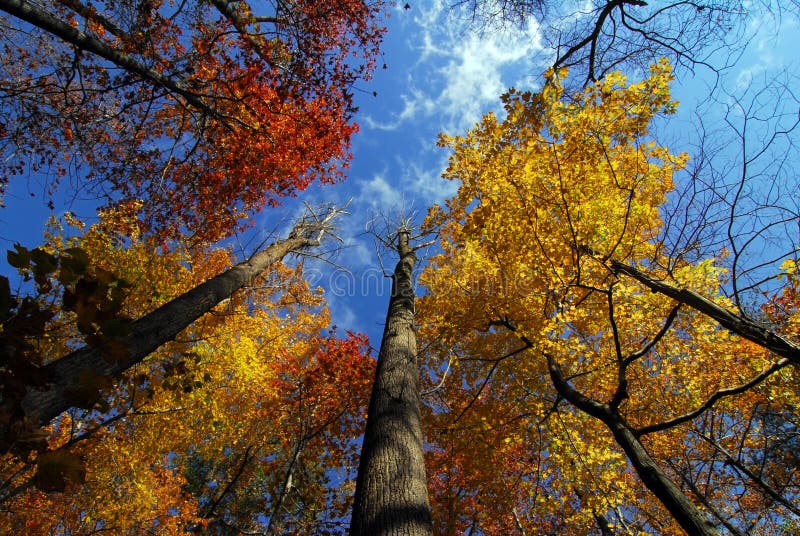Autumn trees to the sky stock photo