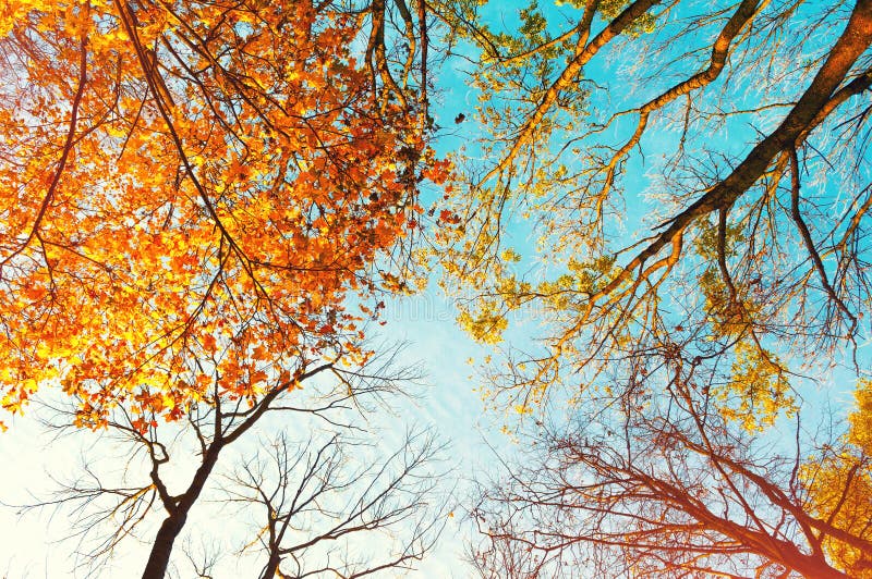 Autumn Trees Tops, Orange Autumn Tree Tops on the Background. Autumn