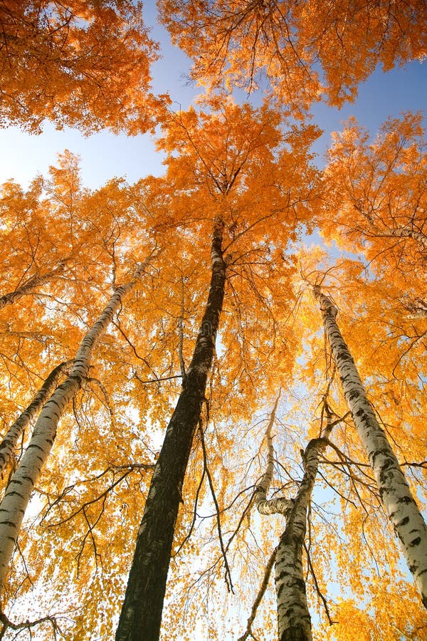 Autumn trees with yellowing leaves