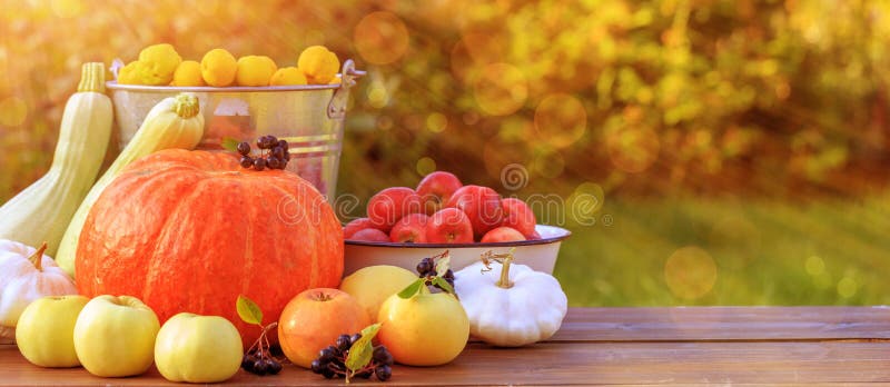 Autumn vegetables and fruits, harvest, orange pumpkin, apples, zidonia, zucchini, squash on a wooden table in garden. stock image Autumn vegetables and fruits, harvest, orange pumpkin, apples, zidonia, zucchini, squash on a wooden table in garden. stock image