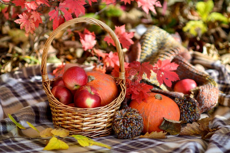 Autumn Vegetables in Straw Basket Stock Photo Image of food, rustic