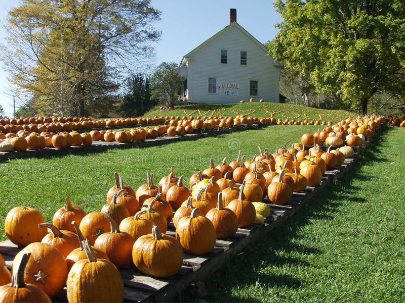 179 Autumn Vermont Pumpkin Stock Photos Free & RoyaltyFree Stock