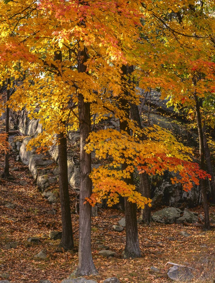 Autumn view into forest