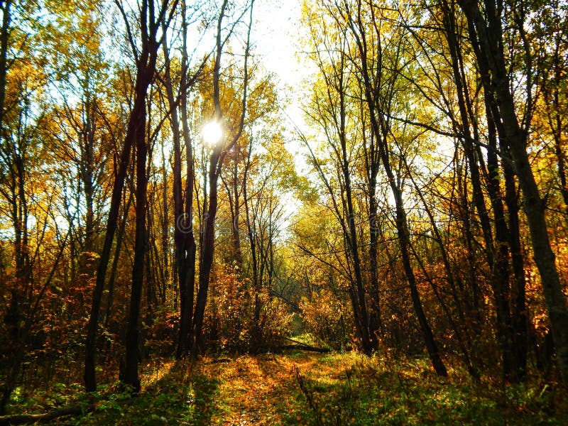 Autumn view in the forest stock photos Autumn view in the forest stock photos