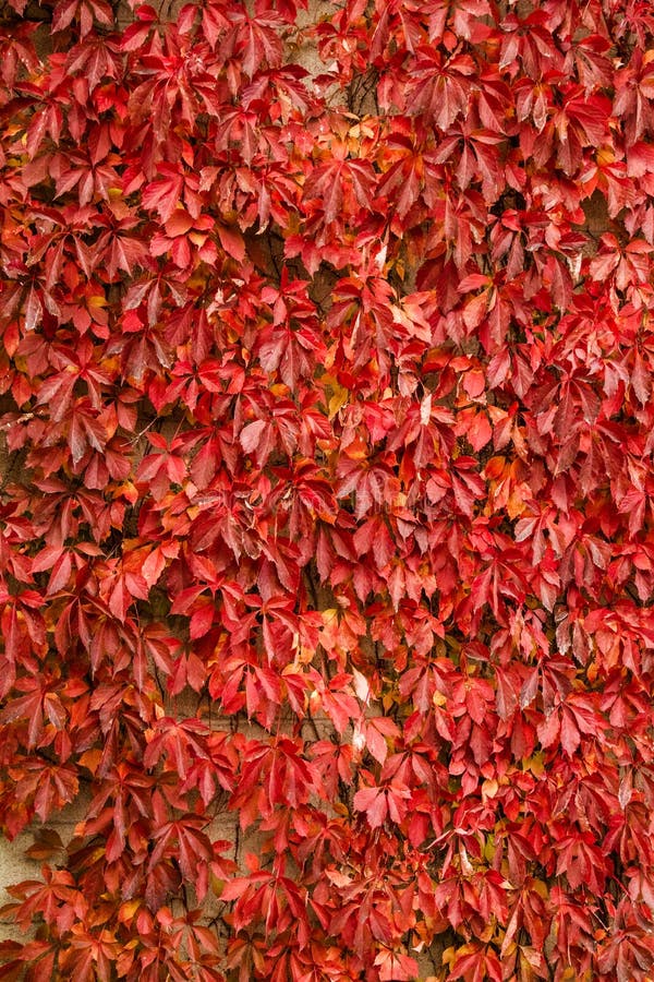 Autumn Vine Leaves Background Texture