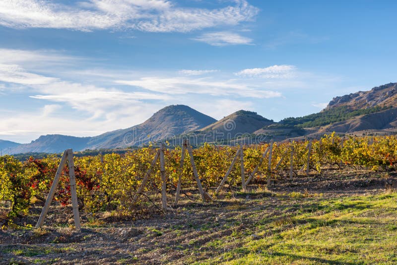 Autumn Vineyard stock photography Autumn Vineyard stock photography