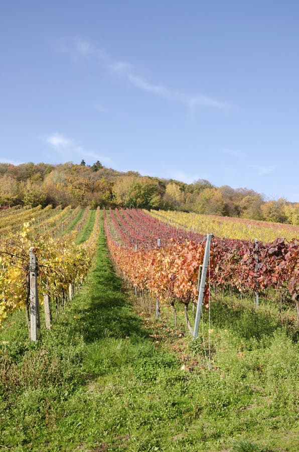 The autumn vineyard