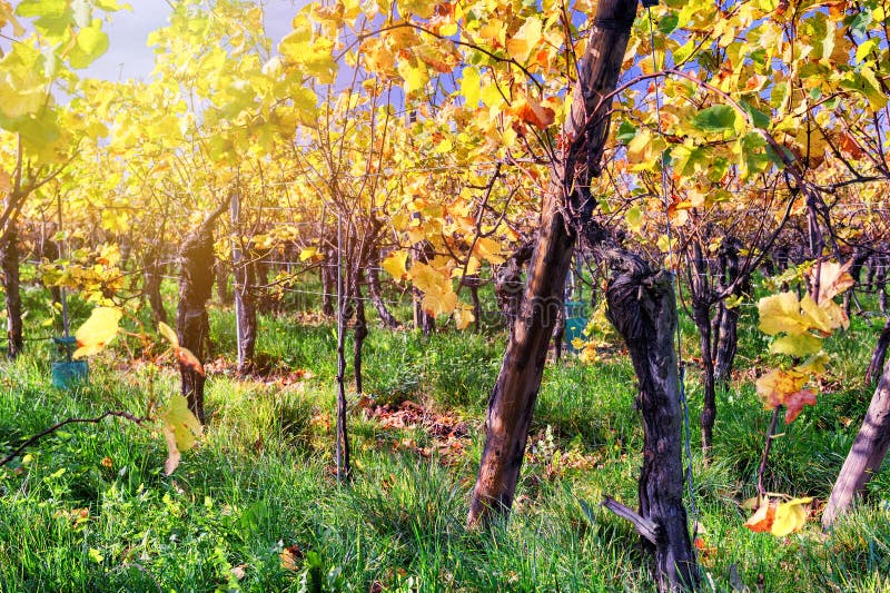 Autumn Vineyard After Harvest Stock Photo Image of crop, countryside