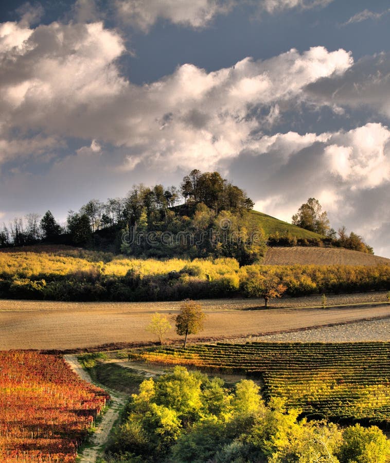 Autumn vineyards