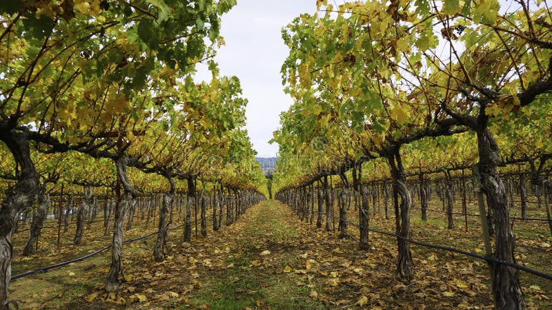 Autumn Vineyards photographie stock libre de droits Autumn Vineyards photographie stock libre de droits