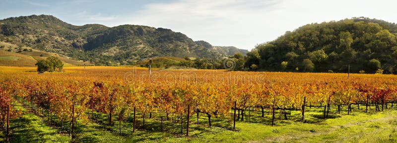 Beautiful Napa Valley in full autumn color of vineyards and hills in a panoramic image. Beautiful Napa Valley in full autumn color of vineyards and hills in a panoramic image.