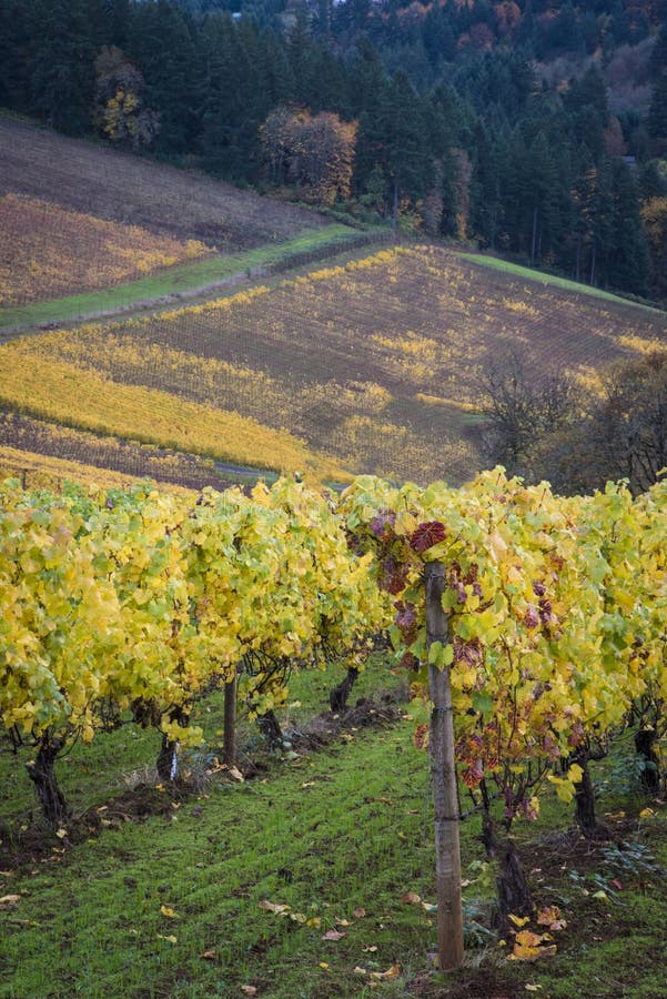 Autumn Vineyards, Willamette Valley, Oregon Stock Image Image of landscape, vines 71387777
