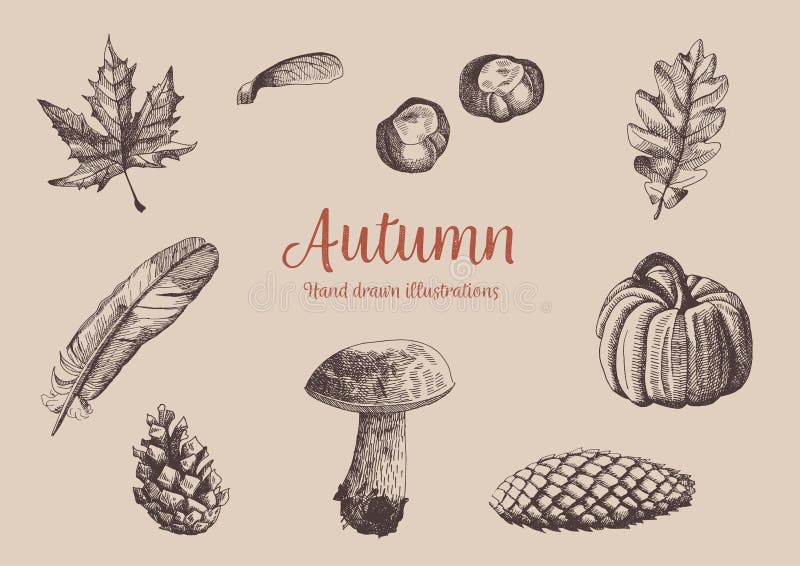 Autumn vintage hand drawn collection. Illustration of leaves, mushroom, pumkin, cones, feather and chestnuts. Botanical.