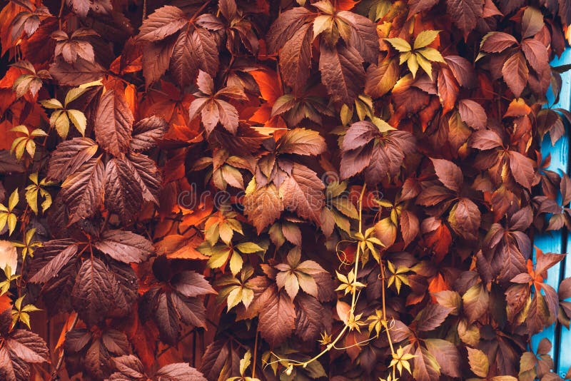 Autumn Virginia Creeper