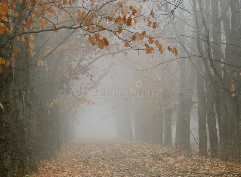 This is foggy vista in Caucasus garden in fall. This is foggy vista in Caucasus garden in fall