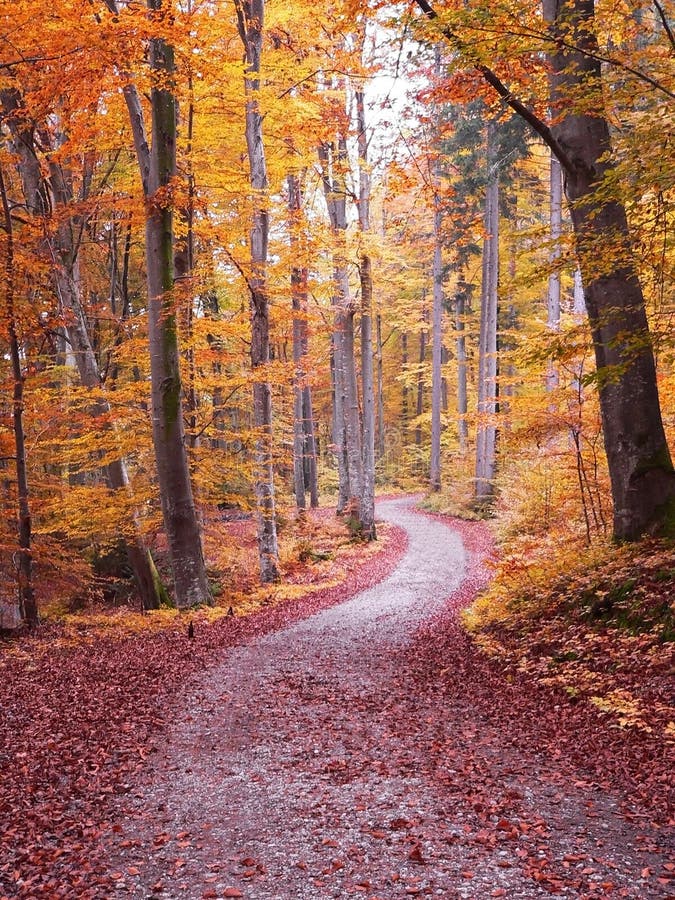 Autumn walkway through beech tree forest