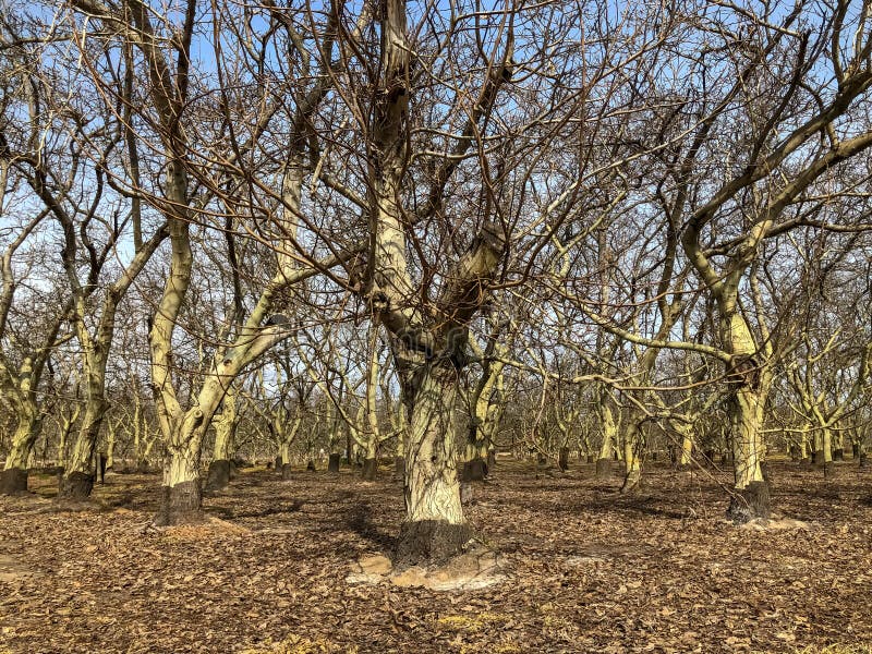 Autumn in Walnut Trees in California Stock Image Image of autumn