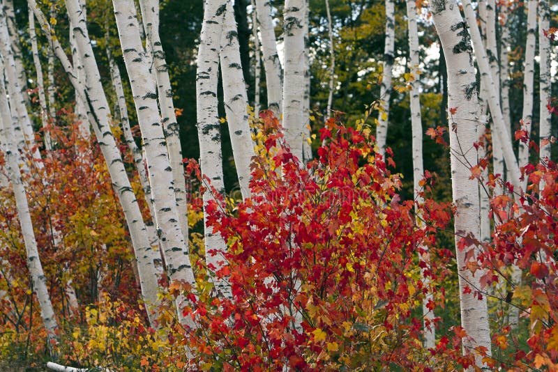 Autumn in the White Mountains