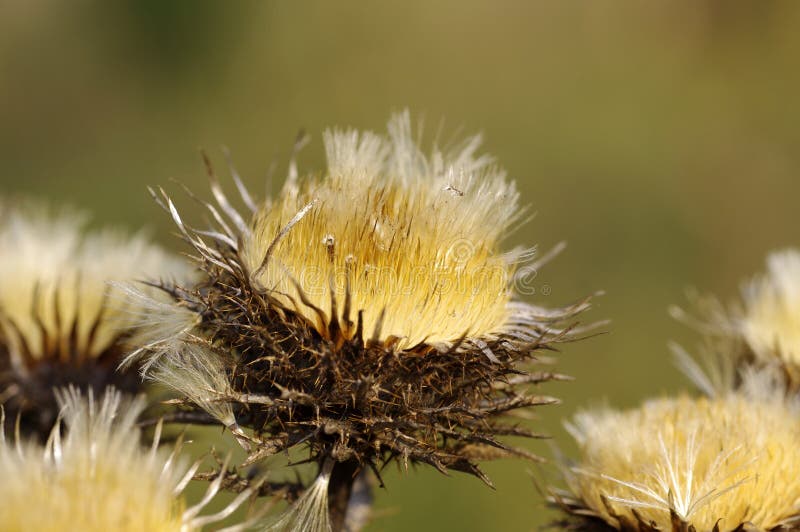 Autumn wildflowers stock image. Image of field, autumn 35315209