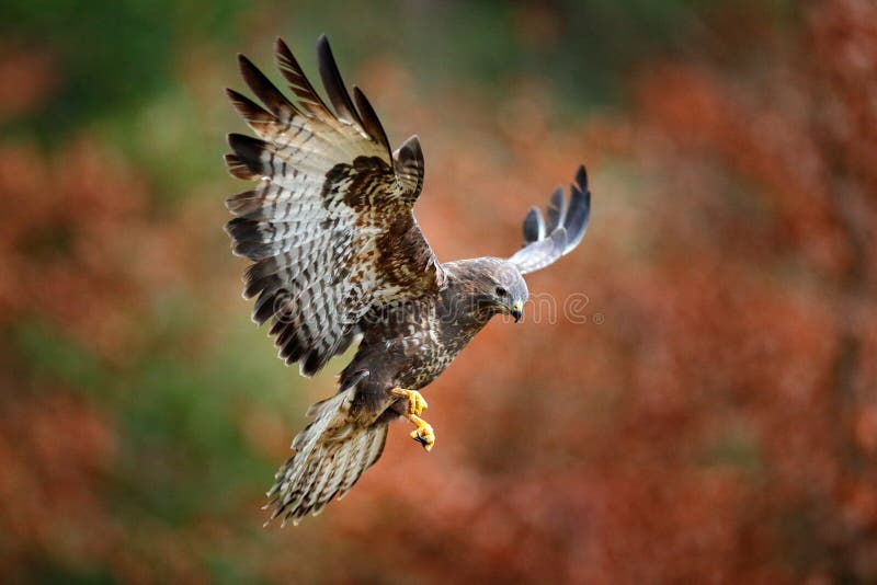 Autumn wildlife, bird of prey Common Buzzard, Buteo buteo, flight on coniferous spruce tree branch. Wildlife scene from the nature