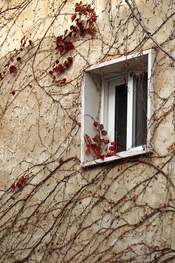 A window in a Lebanese village with orange plants covering it. A window in a Lebanese village with orange plants covering it.