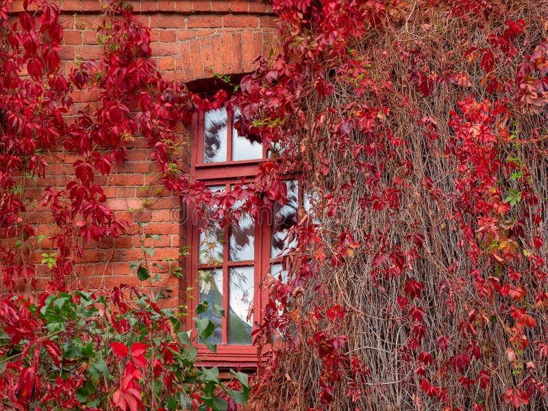 Autumn window framed by red leaves of wild grapes.