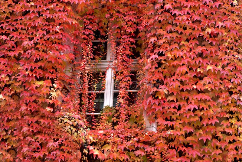 Autumn window, Heidelberg, Germany