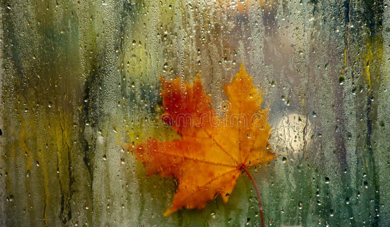 Autumn window leaf rain drops