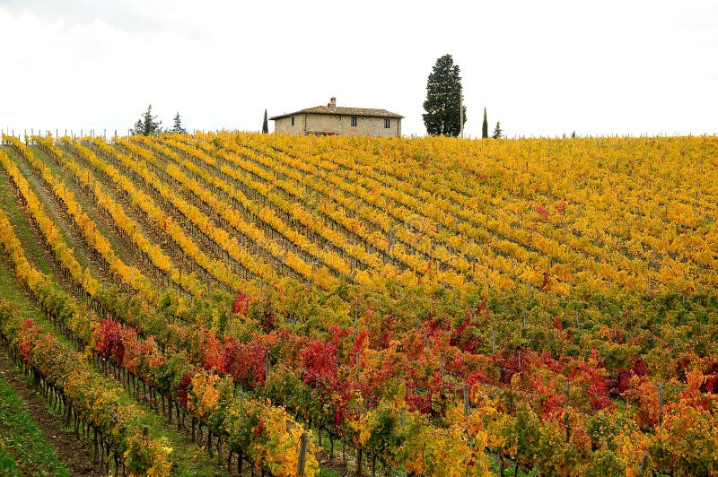 Autumn in a Wineyards in Tuscany, Chianti, Italy stock photos Autumn in a Wineyards in Tuscany, Chianti, Italy stock photos