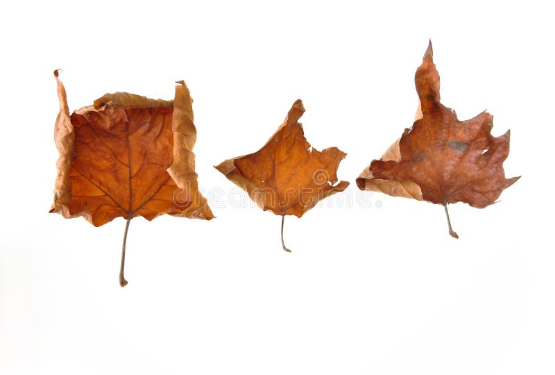 Autumn Withered sae isolado no fundo branco imagens de stock Autumn Withered sae isolado no fundo branco imagens de stock