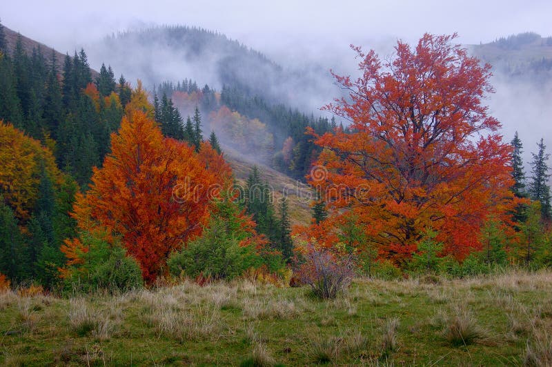 Autumn in wood