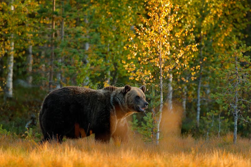 Podzimní dřevo s medvědem. Krásný medvěd hnědý chodí kolem jezera s podzimními barvami. Nebezpečné zvíře v přírodním prostředí louky. Wi