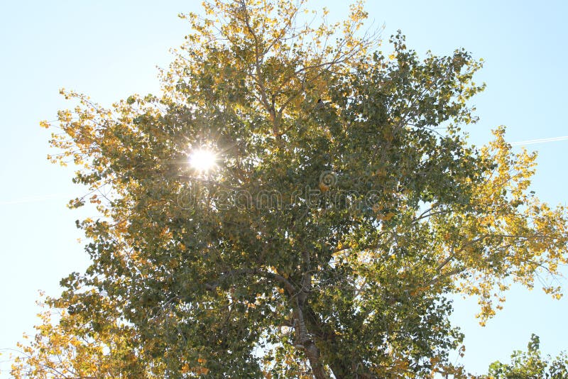 Big old yelllowing branched dense crown sun in the branches clear sky nature of the Don region september beginning of leaf fall. Big old yelllowing branched dense crown sun in the branches clear sky nature of the Don region september beginning of leaf fall