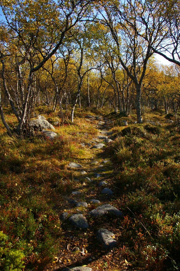 In the autumn woods