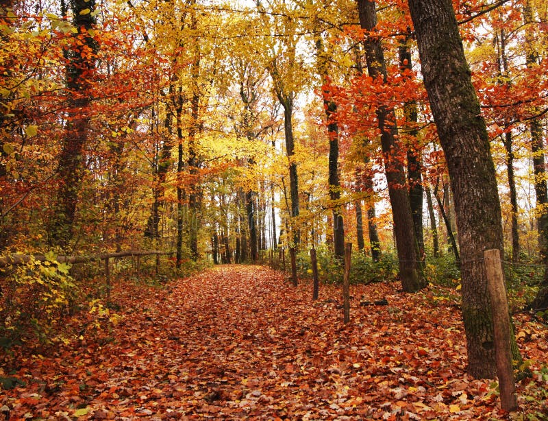 Autumn in the Woods stock image. Image of plenty, orange - 3661521
