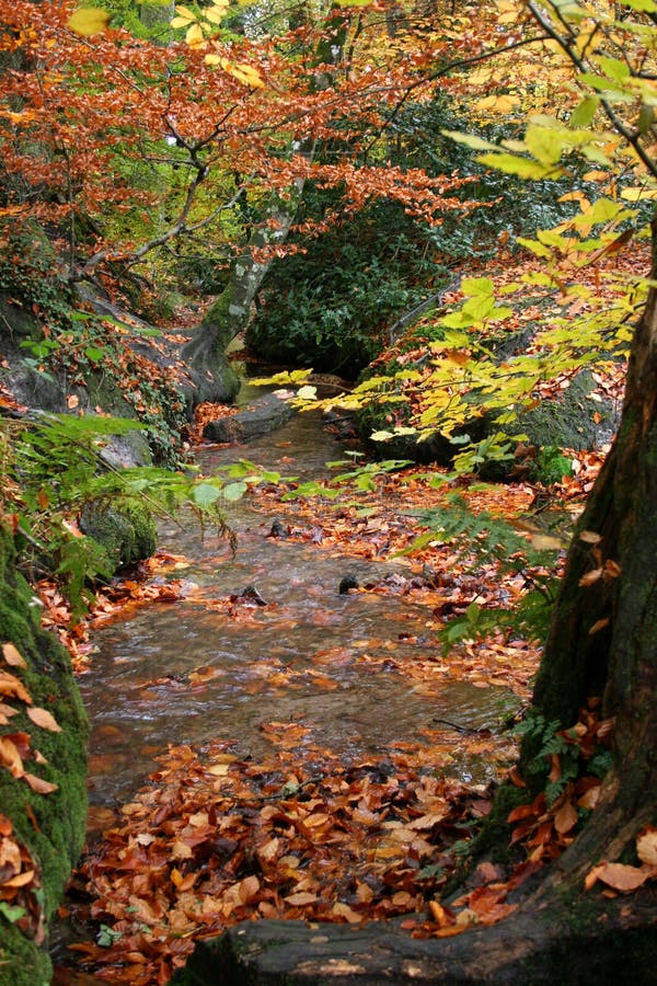 Stream flowing through woods in the fall. Stream flowing through woods in the fall