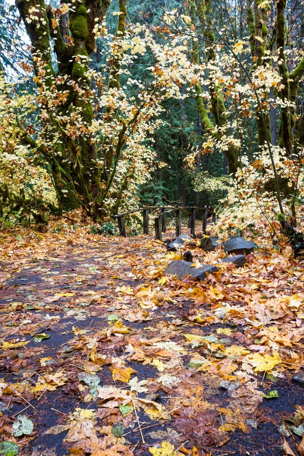 13085 autumn woods way