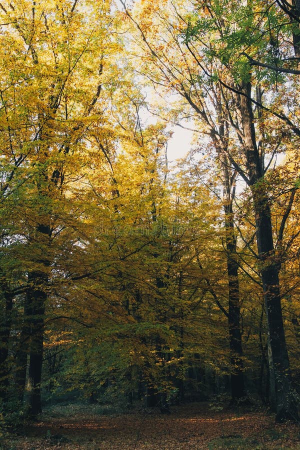 Autumn Woods. Beautiful Yellow and Green Trees in Sunny Warm Forest ...