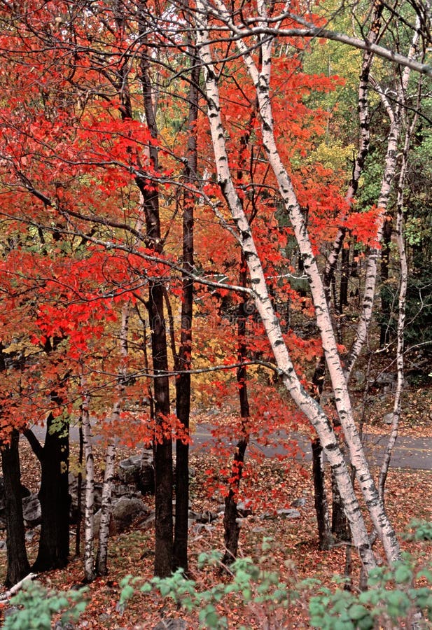 Autumn Woods in Rib Mountain State Park