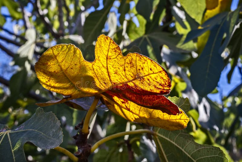 Autumn. Yellow Fig Tree Leaf in Counterlight Stock Photo Image of