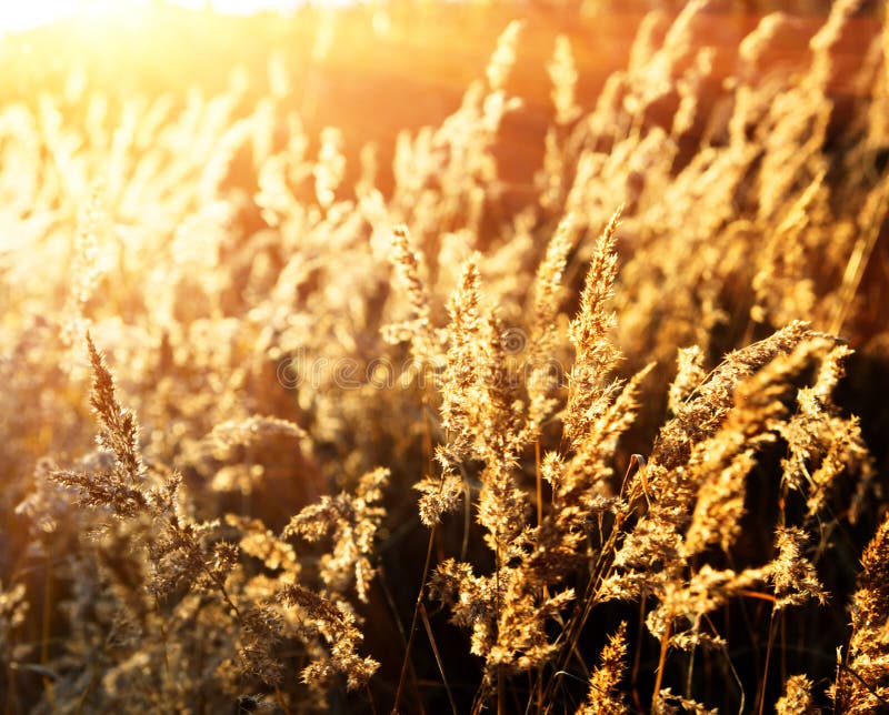 1,443,559 Yellow Grass Stock Photos Free & RoyaltyFree Stock Photos