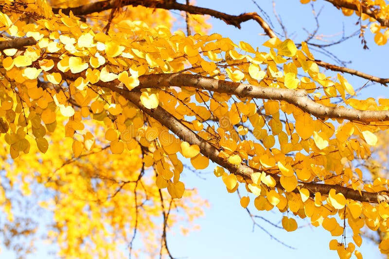 Autumn Yellow Leaves stock afbeeldingen Autumn Yellow Leaves stock afbeeldingen