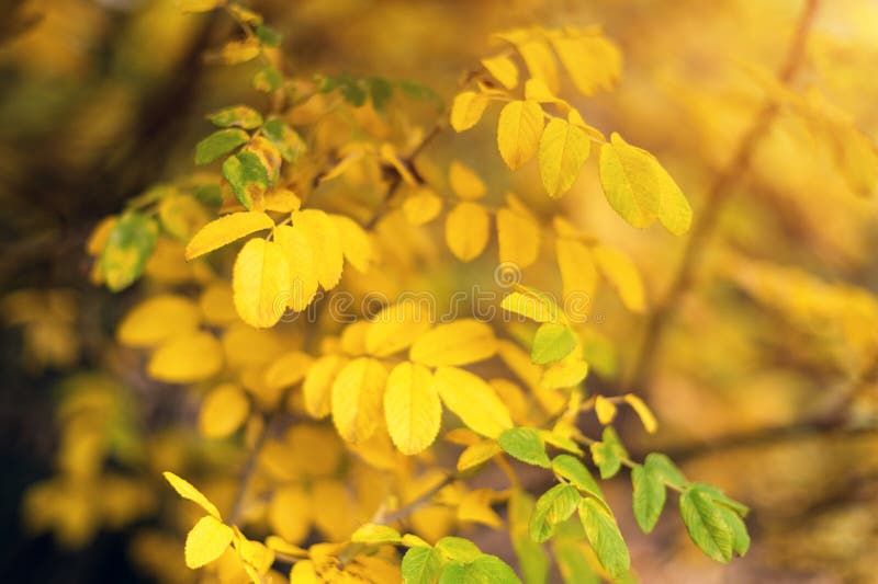 Autumn yellow leaves background in autumn park. Season change concept, nature welcoming autumn.