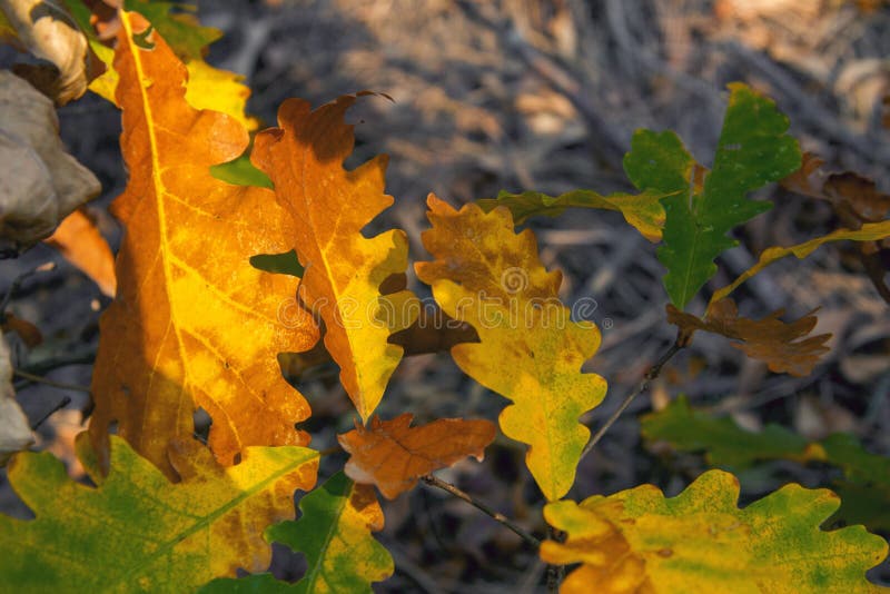 Autumn Yellow Leaves Hanging on Oak Tree in Autumn Park Stock Image