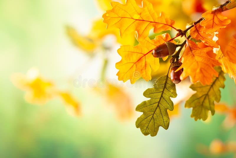 48,121 Fall Backgrounds Stock Photos - Free & Royalty-Free Stock Photos  from Dreamstime