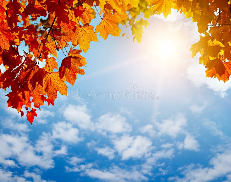 Autunno foglie gialle in raggi di sole e cielo blu.
