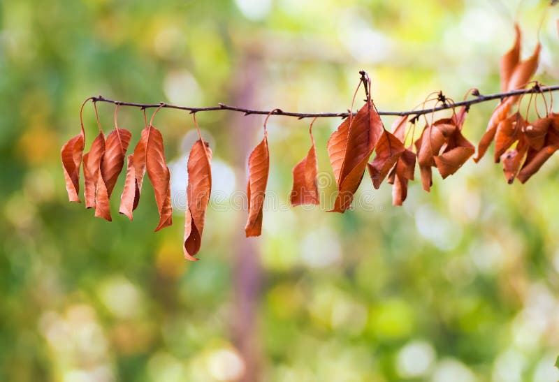 Autumn yellow leaves on a tree branch