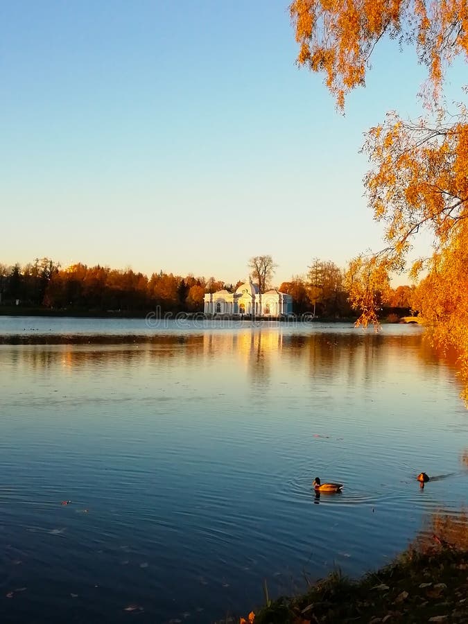 Autumn yellow leaves of trees. Two ducks swim in the pond. blue sky and water