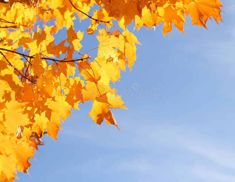 Autumn Yellow Maple Leaves över blå himmel arkivfoto