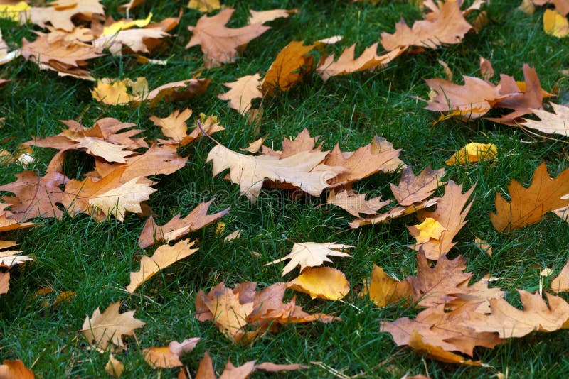 Autumn Yellow Oak And Maple Leaves On Green Grass Stock Image Image